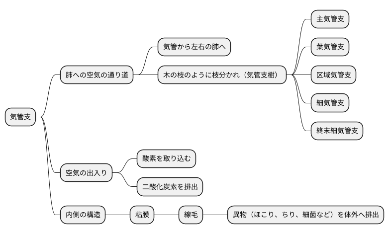 気管支の構造