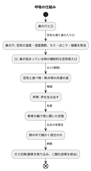 気道の構造