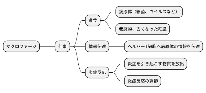 マクロファージの働き