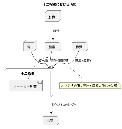 重要な十二指腸の構造